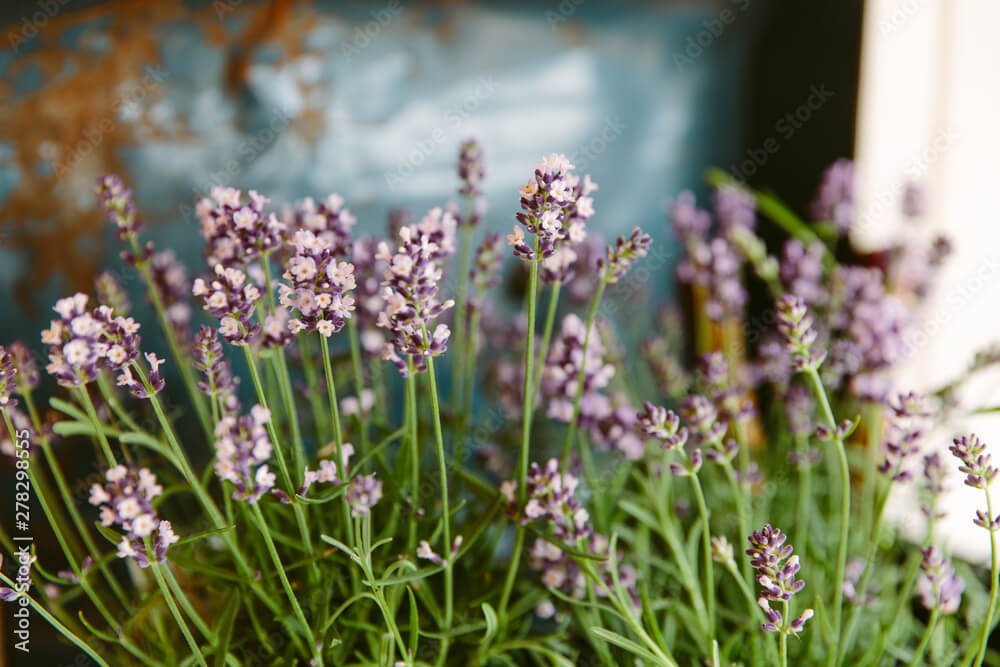 Lavender plants scents